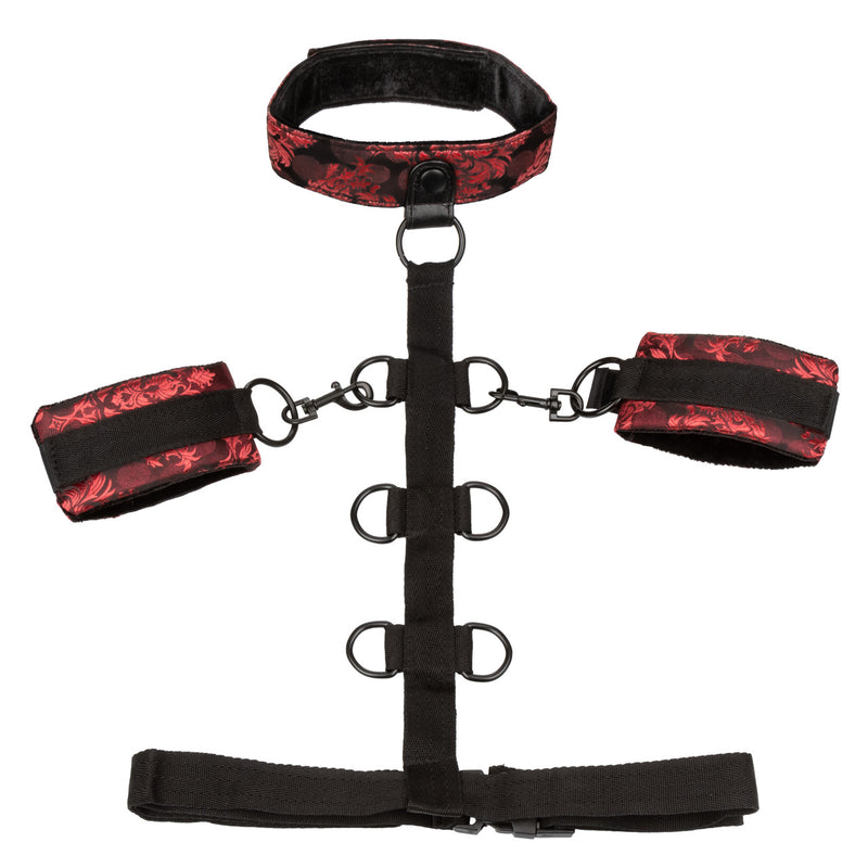 SCANDAL COLLAR BODY RESTRAINT